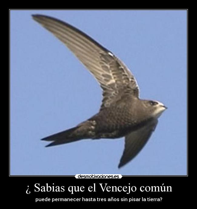 ¿ Sabias que el Vencejo común - puede permanecer hasta tres años sin pisar la tierra?