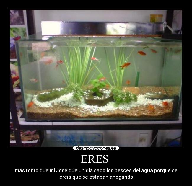 ERES - mas tonto que mi José que un dia saco los pesces del agua porque se
creia que se estaban ahogando