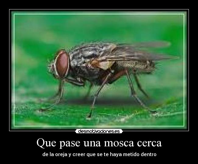 Que pase una mosca cerca -