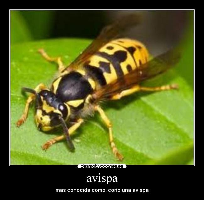avispa -