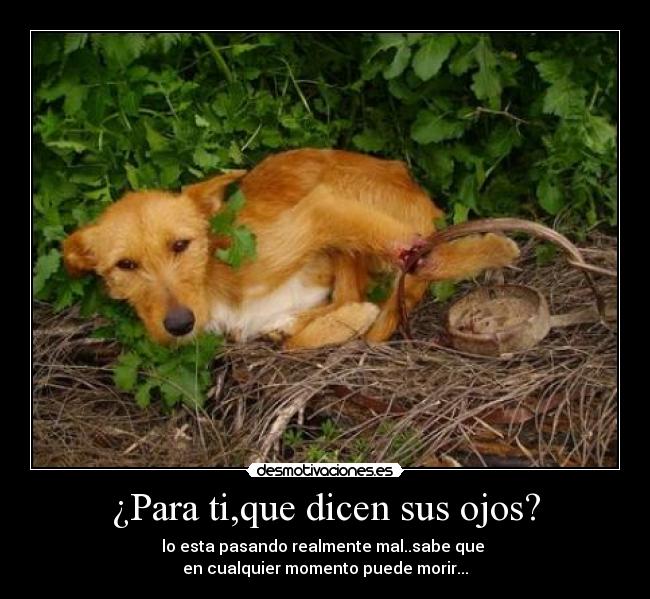 ¿Para ti,que dicen sus ojos? - lo esta pasando realmente mal..sabe que 
en cualquier momento puede morir...