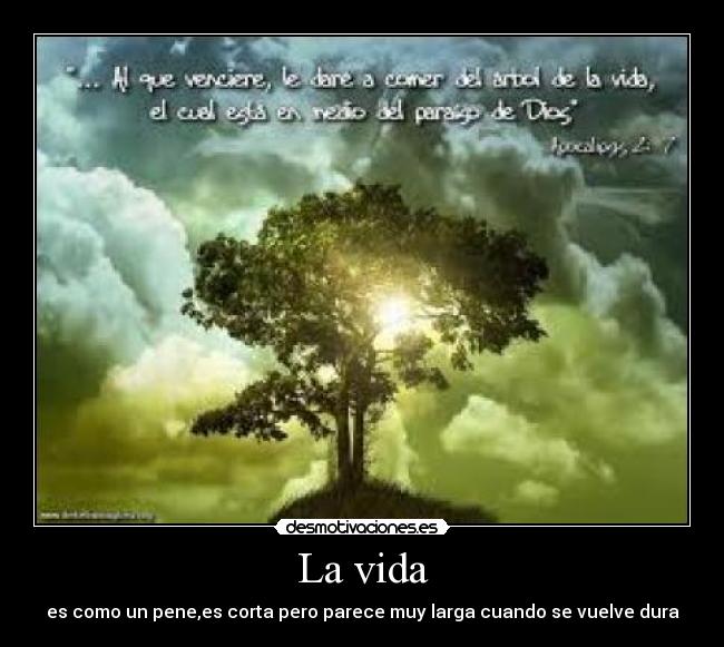 La vida - es como un pene,es corta pero parece muy larga cuando se vuelve dura