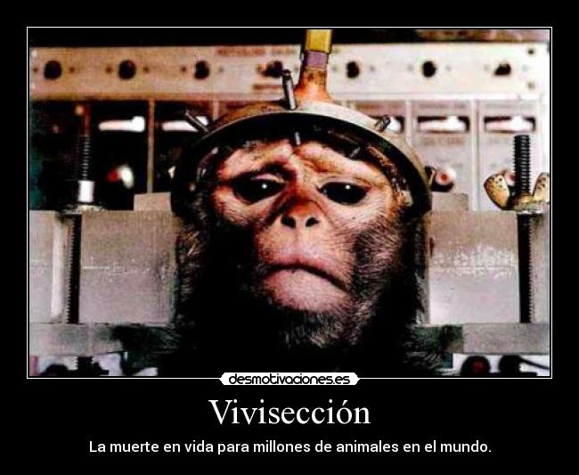 carteles viviseccion animal desmotivaciones