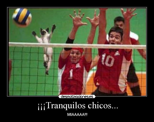 ¡¡¡Tranquilos chicos... - MIAAAAA!!!