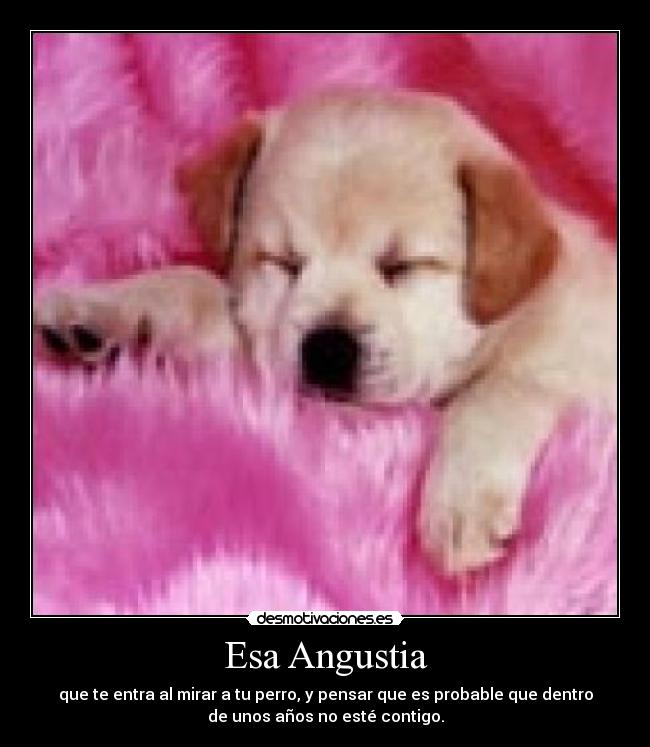 Esa Angustia - que te entra al mirar a tu perro, y pensar que es probable que dentro
de unos años no esté contigo.