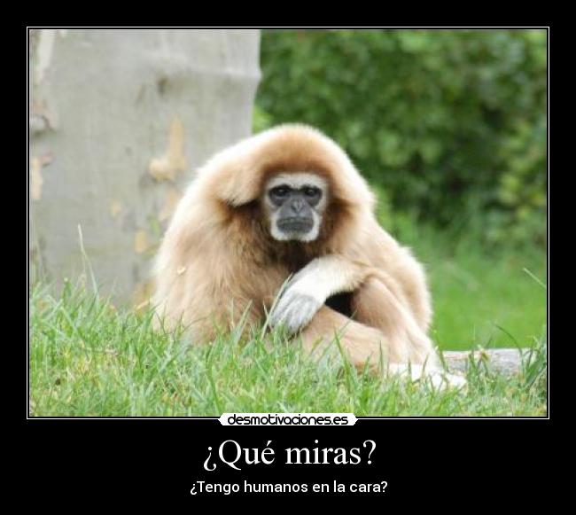¿Qué miras? - ¿Tengo humanos en la cara?
