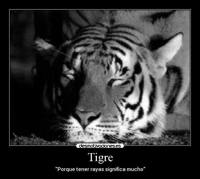 Tigre - Porque tener rayas significa mucho