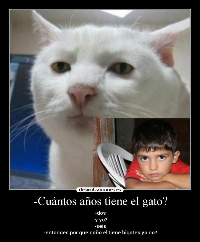 -Cuántos años tiene el gato? - -dos
-y yo?
-seis
-entonces por que coño el tiene bigotes yo no?