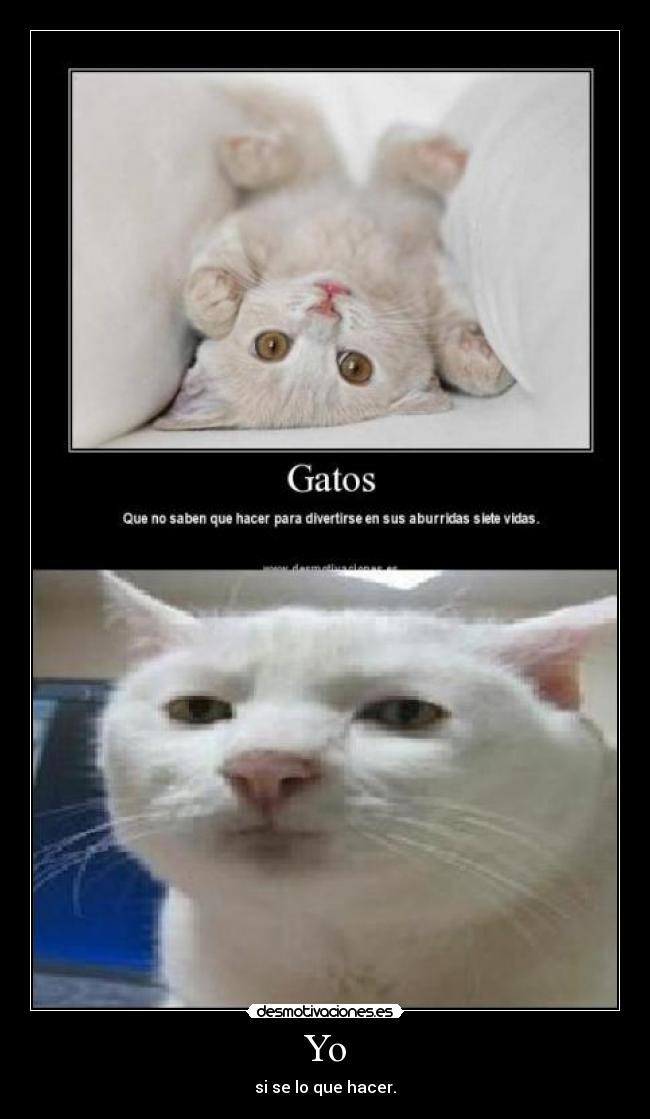 Yo - si se lo que hacer.