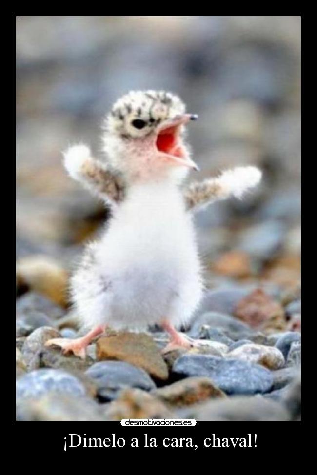 ¡Dimelo a la cara, chaval! -