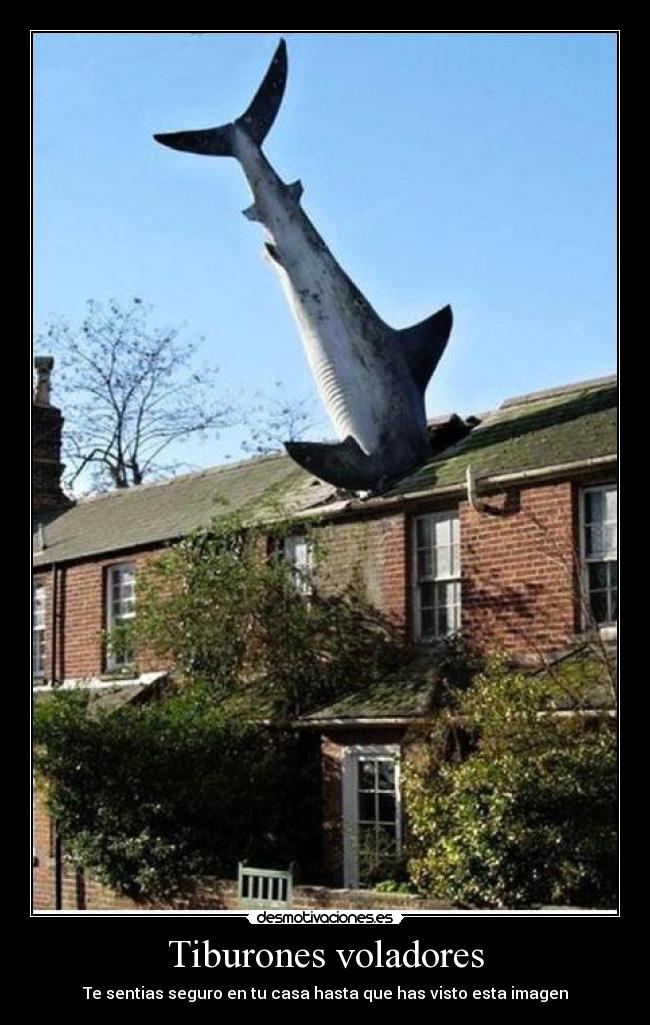 Tiburones voladores -