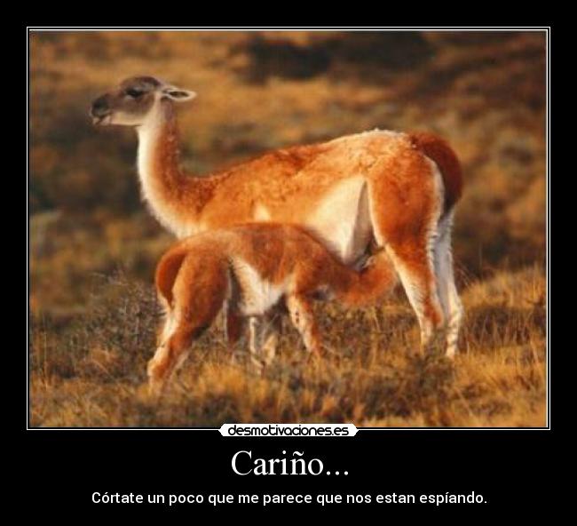 Cariño... -