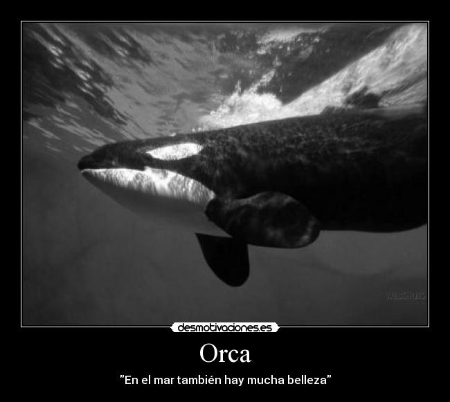 Orca - En el mar también hay mucha belleza
