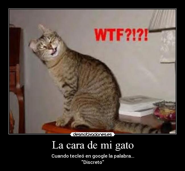 carteles cara gato desmotivaciones