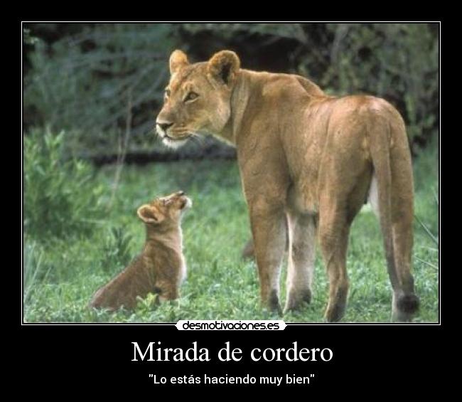 Mirada de cordero - Lo estás haciendo muy bien