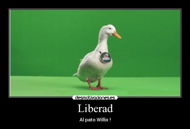 Liberad - Al pato Willix !