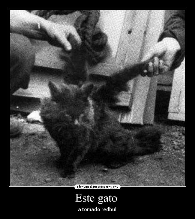 Este gato  - a tomado redbull