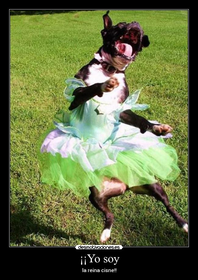 ¡¡Yo soy - la reina cisne!!