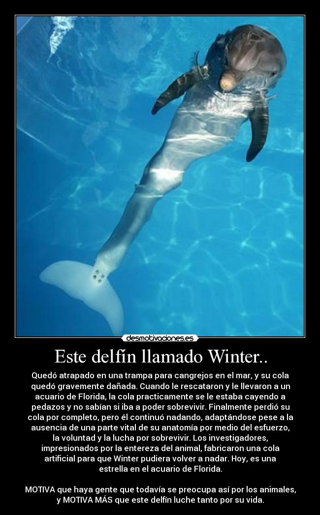 Este delfín llamado Winter.. - Quedó atrapado en una trampa para cangrejos en el mar, y su cola
quedó gravemente dañada. Cuando le rescataron y le llevaron a un
acuario de Florida, la cola practicamente se le estaba cayendo a
pedazos y no sabían si iba a poder sobrevivir. Finalmente perdió su
cola por completo, pero él continuó nadando, adaptándose pese a la
ausencia de una parte vital de su anatomía por medio del esfuerzo,
la voluntad y la lucha por sobrevivir. Los investigadores,
impresionados por la entereza del animal, fabricaron una cola
artificial para que Winter pudiera volver a nadar. Hoy, es una
estrella en el acuario de Florida.

MOTIVA que haya gente que todavía se preocupa así por los animales,
y MOTIVA MÁS que este delfín luche tanto por su vida.