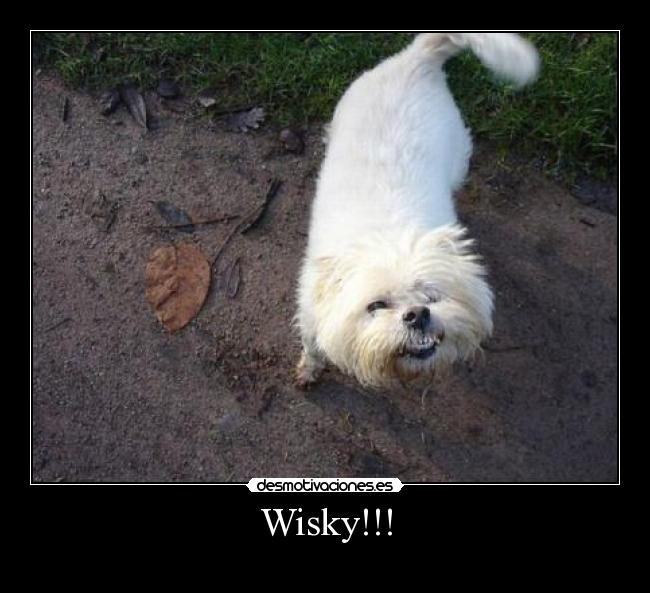Wisky!!! -