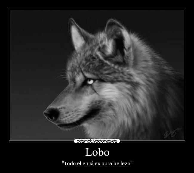 Lobo - Todo el en si,es pura belleza