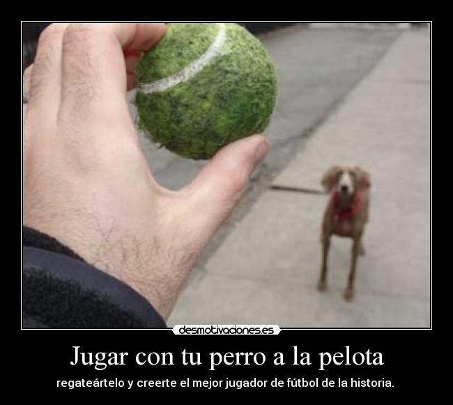 carteles animales desmotivaciones