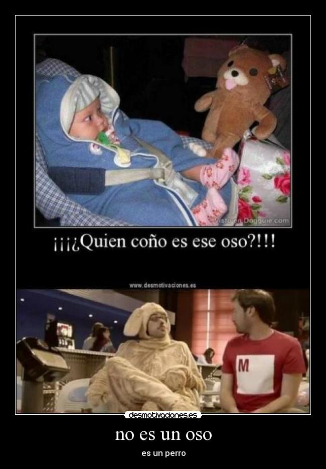no es un oso - es un perro