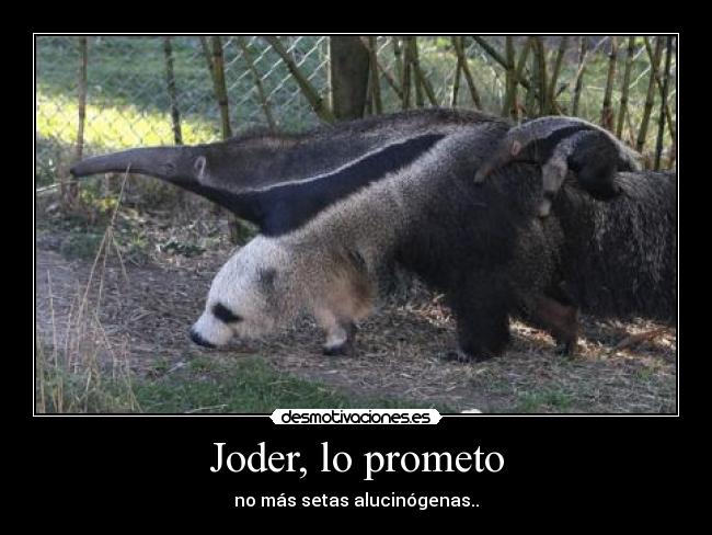 Joder, lo prometo - no más setas alucinógenas..