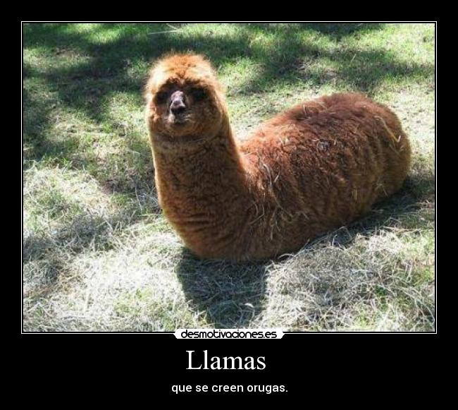 Llamas  - 