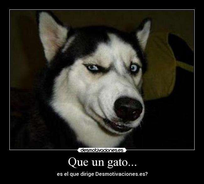 Que un gato... -