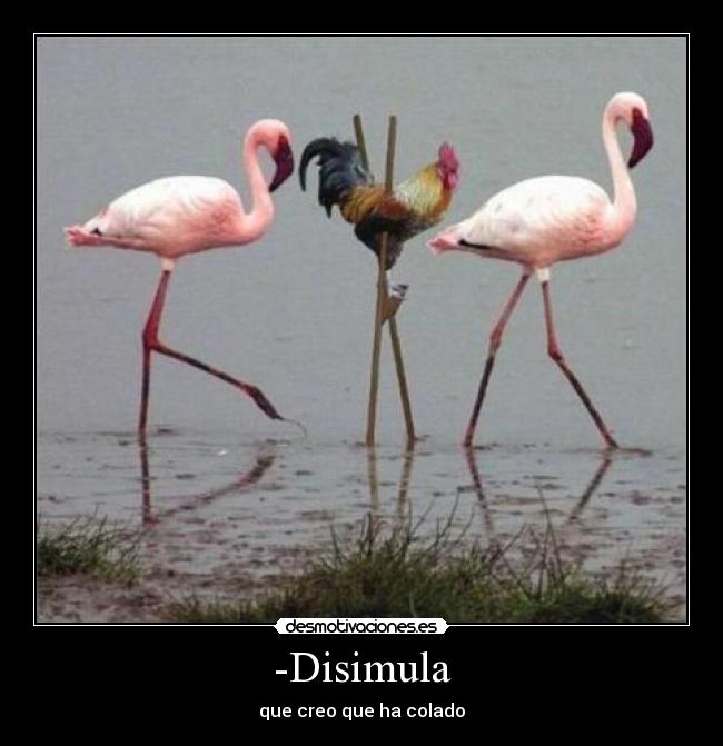 -Disimula -