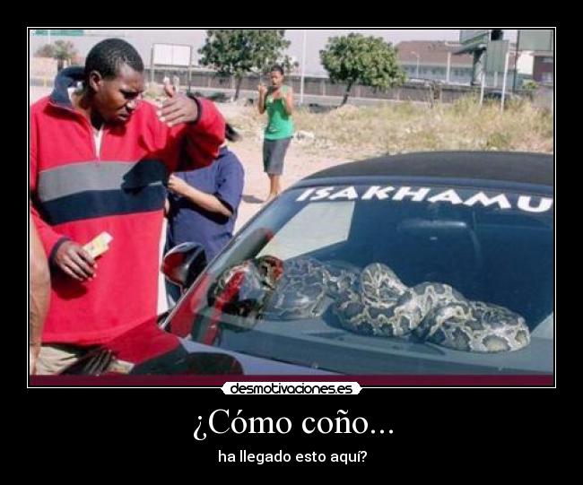 ¿Cómo coño... - ha llegado esto aquí?