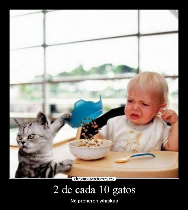 2 de cada 10 gatos -