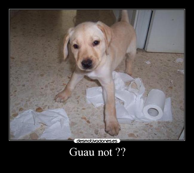Guau not ?? - 