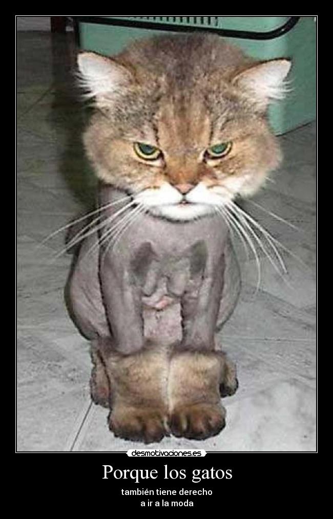 carteles gatos desmotivaciones