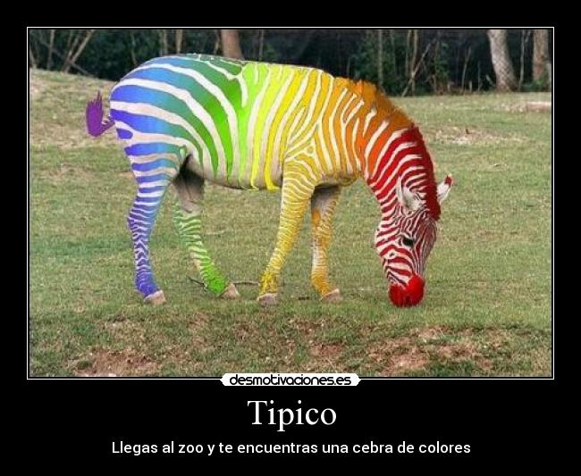 Tipico - Llegas al zoo y te encuentras una cebra de colores