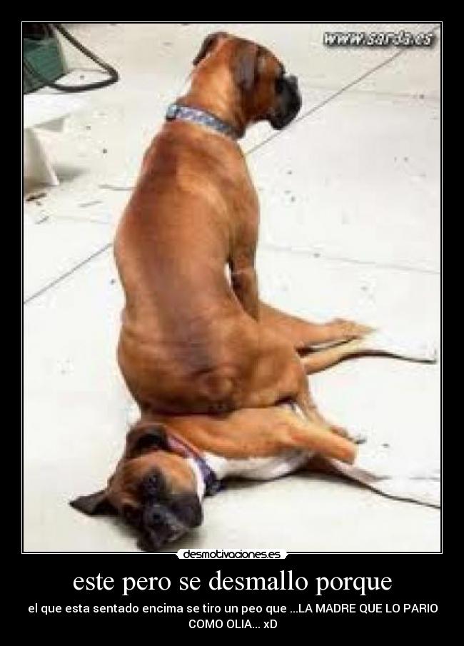 este pero se desmallo porque -