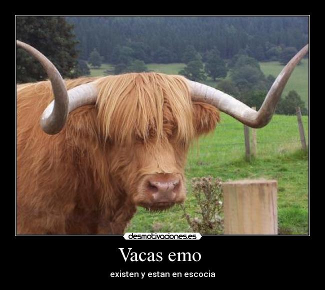 Vacas emo  - 