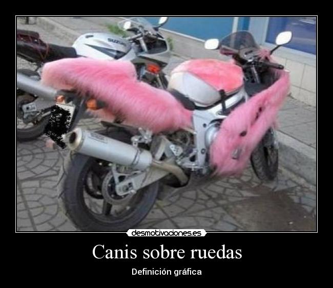 Canis sobre ruedas -