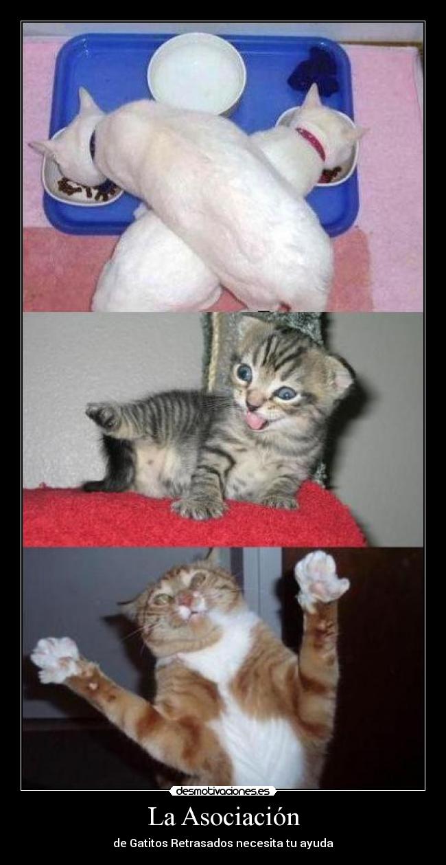 La Asociación - de Gatitos Retrasados necesita tu ayuda