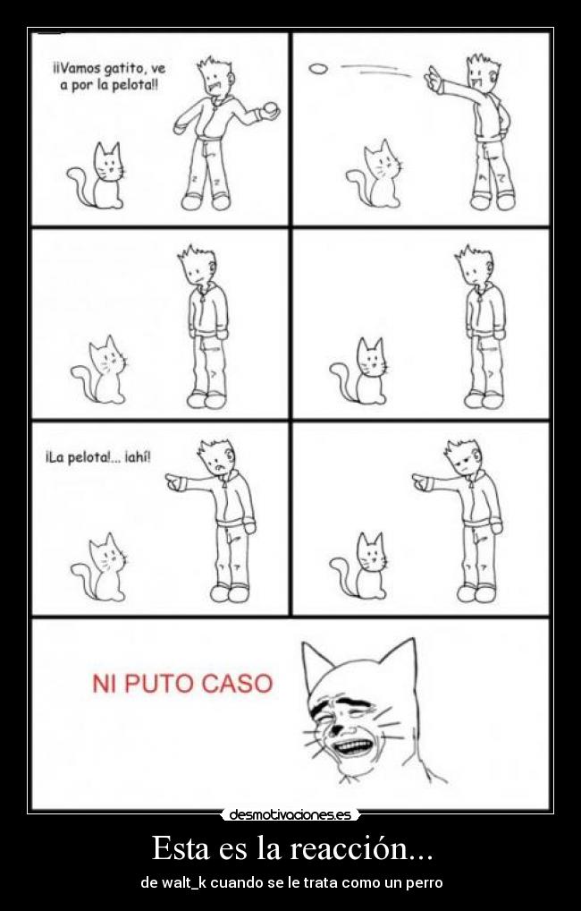 Esta es la reacción... - de walt_k cuando se le trata como un perro