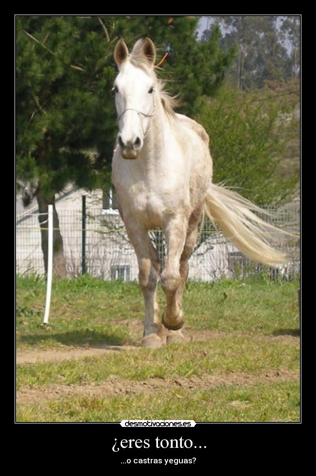 ¿eres tonto... -