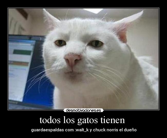todos los gatos tienen - guardaespaldas com :walt_k y chuck norris el dueño