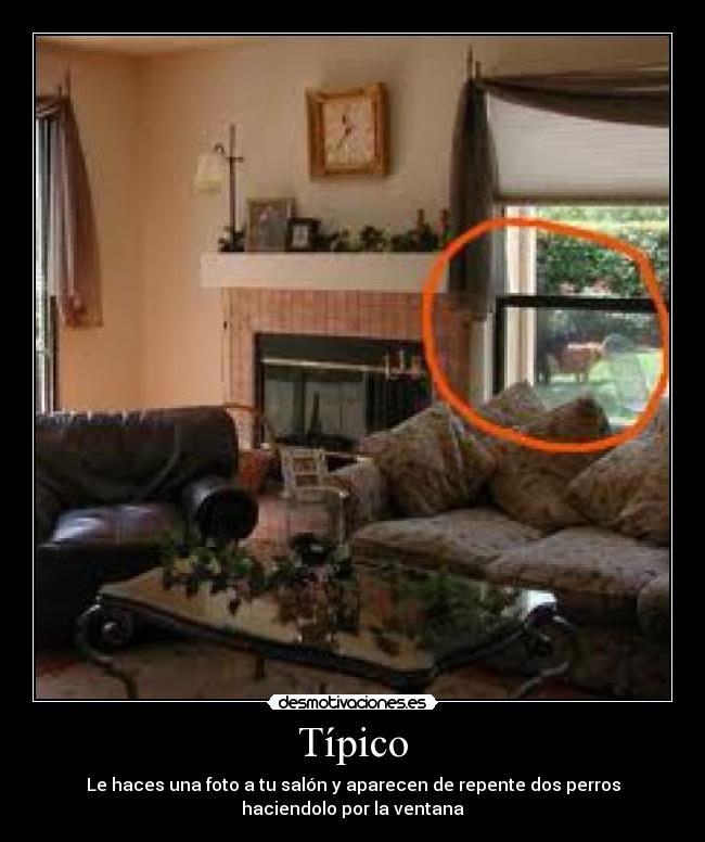 carteles ventanaperrosfollandocolaslaon desmotivaciones