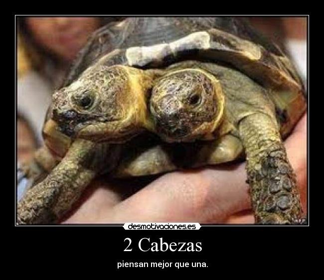 2 Cabezas - piensan mejor que una.