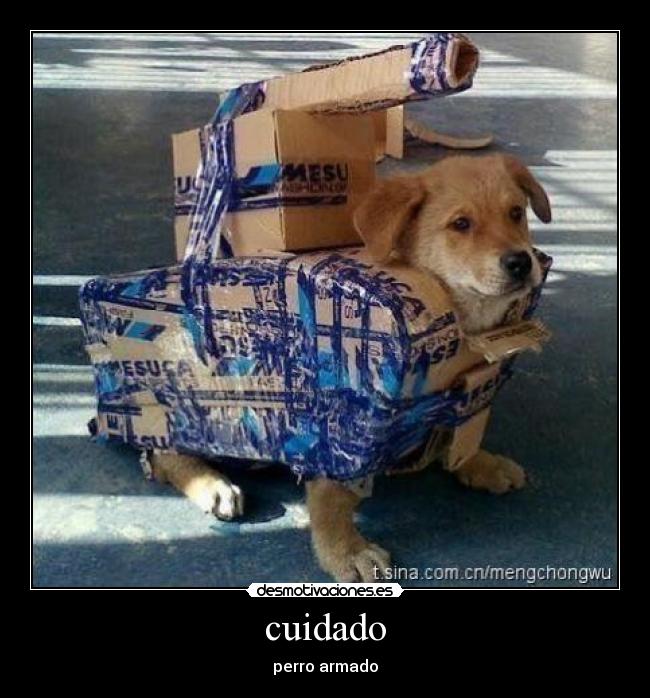 cuidado - perro armado