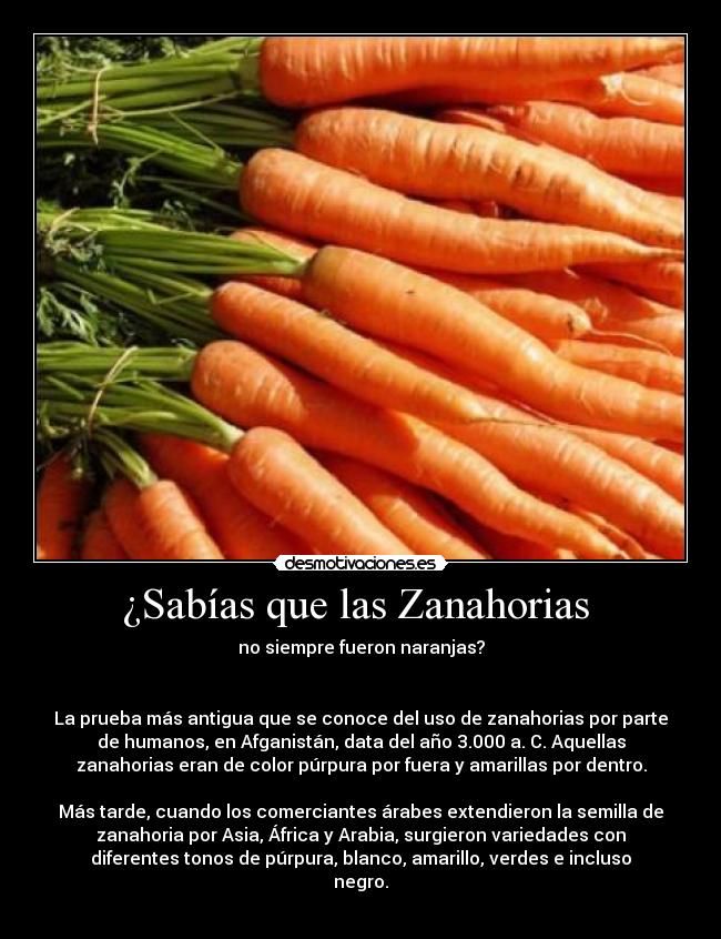 ¿Sabías que las Zanahorias -