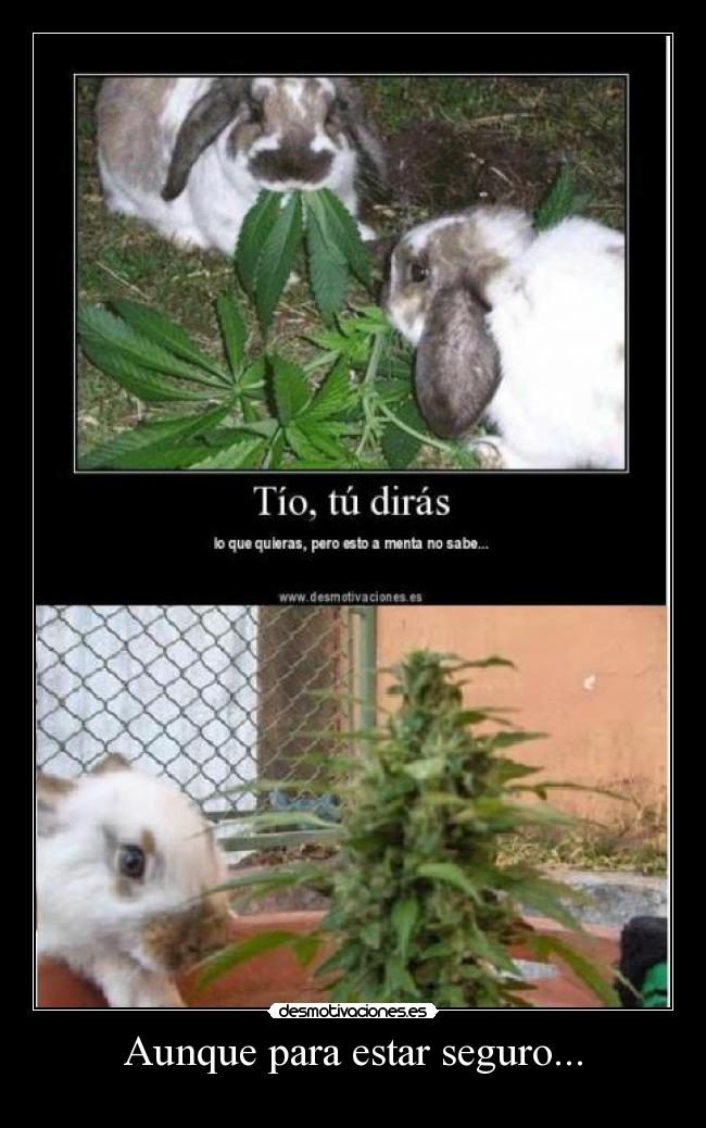 Aunque para estar seguro... - 