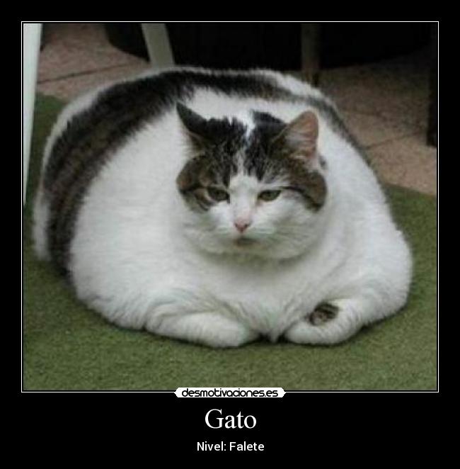 carteles gato desmotivaciones