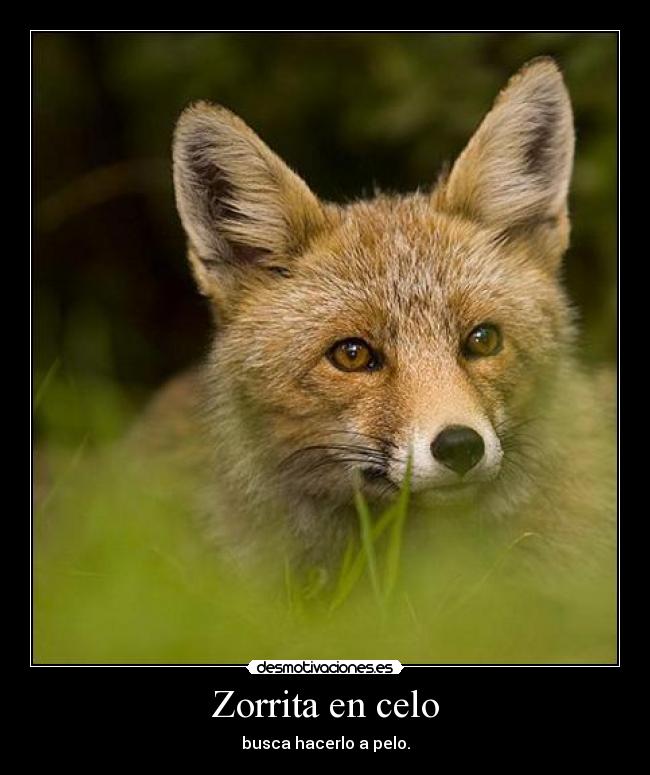 carteles zorrita desmotivaciones